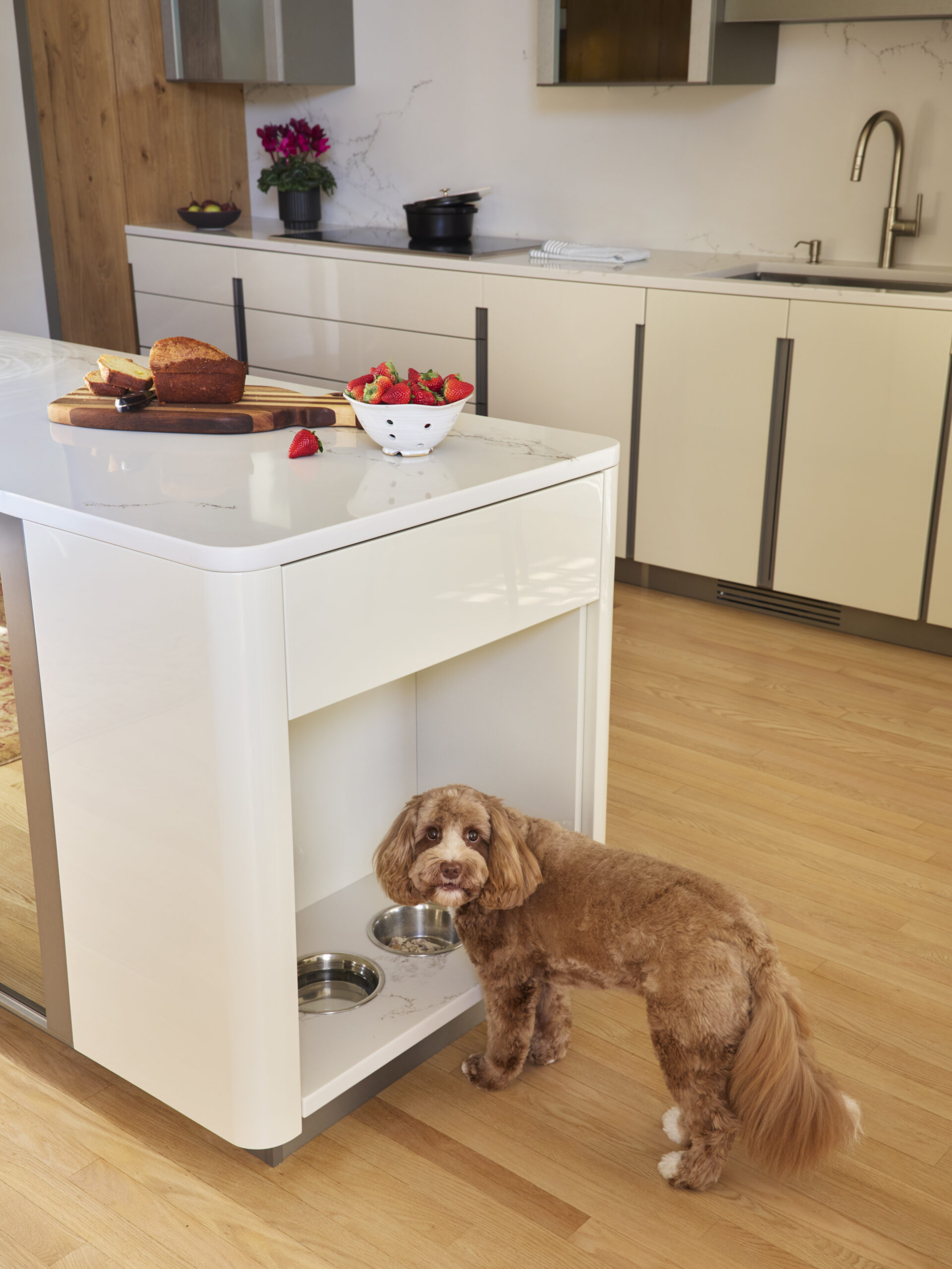 A small brown dog stands by built-in pet bowls in a modern kitchen with light wood floors and white cabinets, showcasing touches of luxury interior design.
