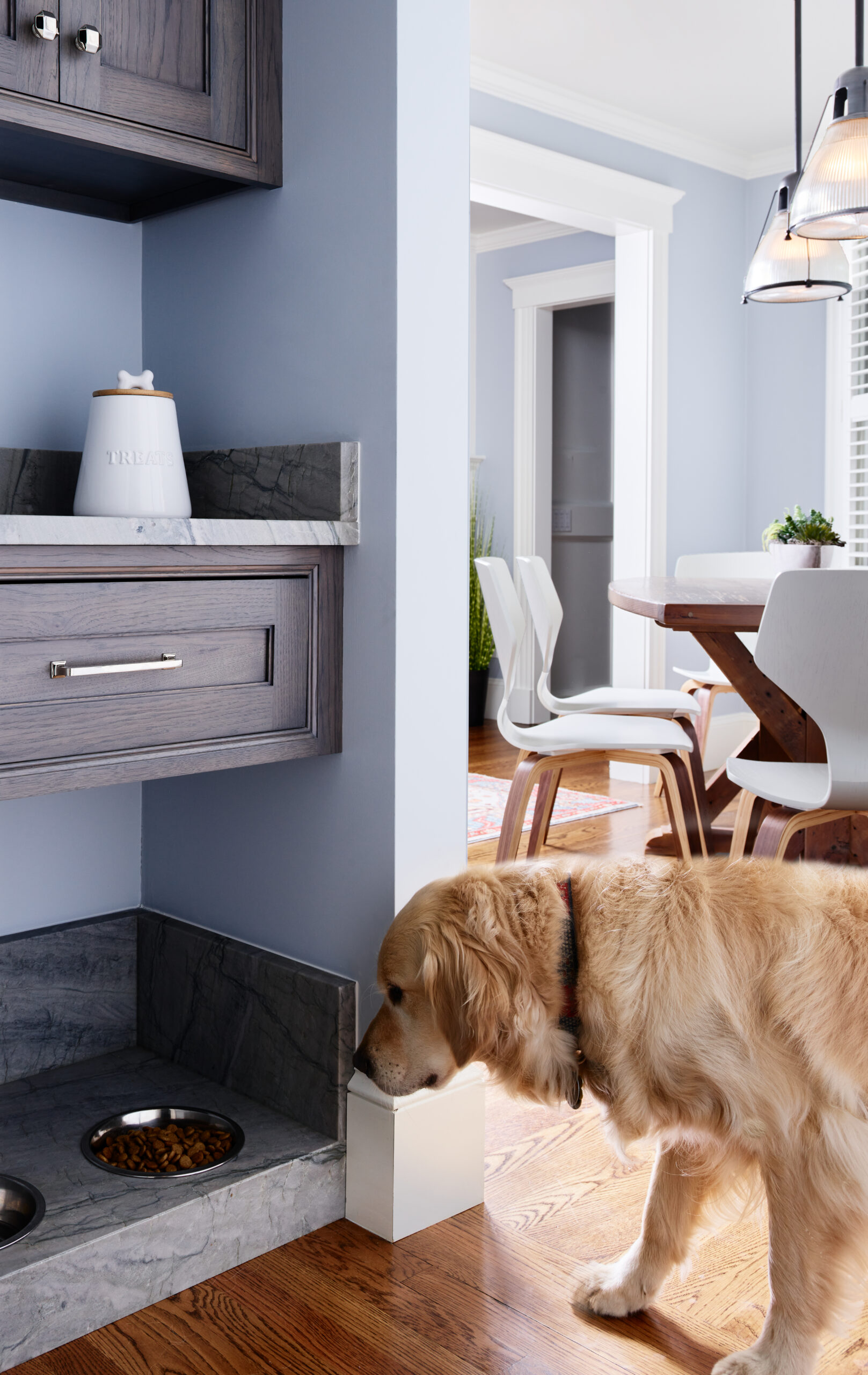 A golden retriever stands near a built-in pet feeding station with two bowls, set in a kitchen with gray cabinets and light blue walls, showcasing luxury interior design by an interior designer from Massachusetts.