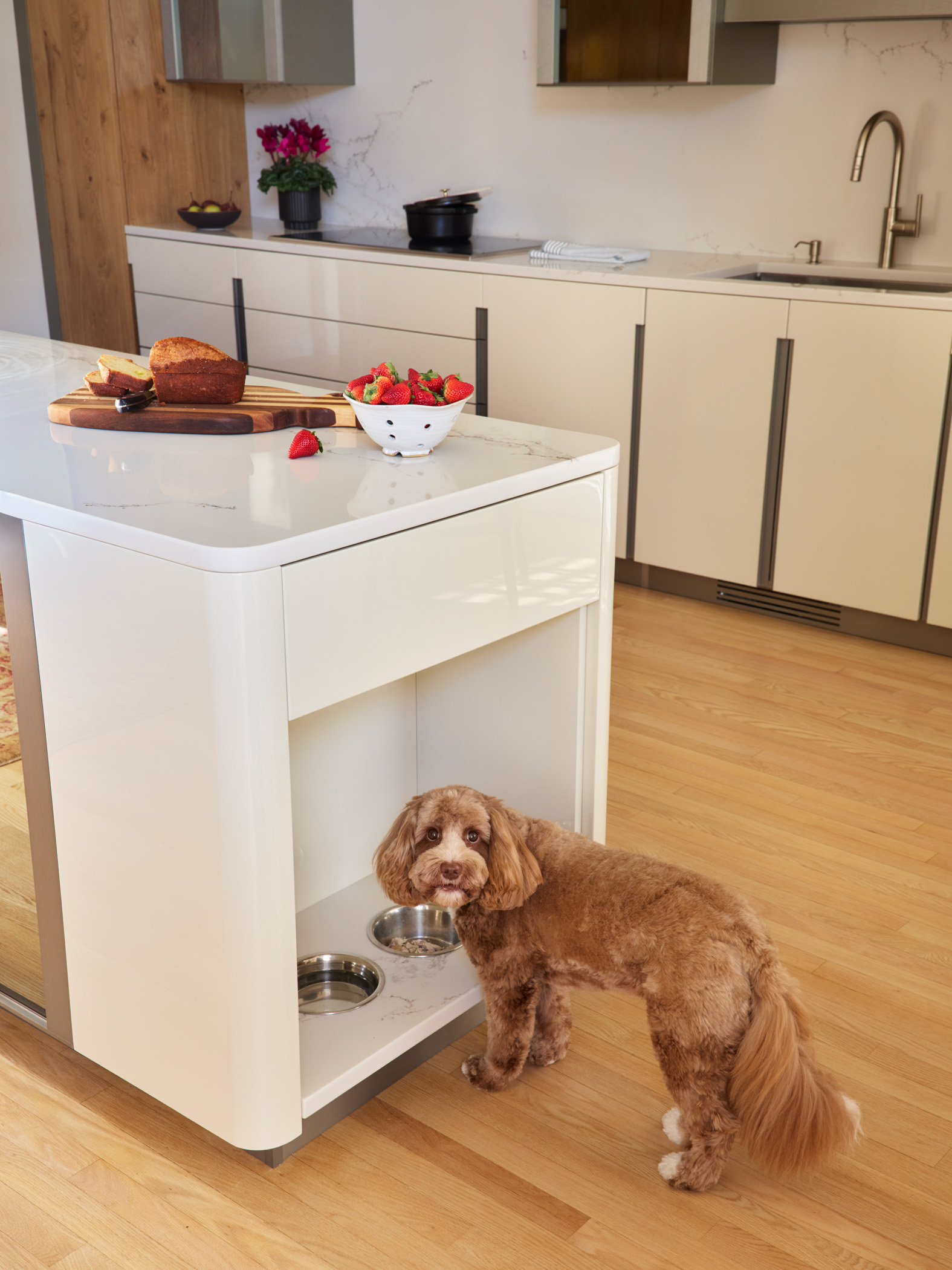 A brown dog stands by built-in food and water bowls at the end of a white kitchen island in this Luxury Interior Design setting; bread and strawberries sit on the counter above.